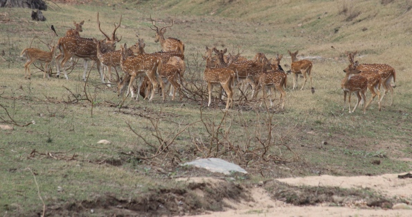 spotted deer (chital)