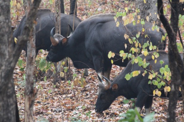 gaur herd