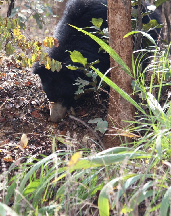 Sloth bear feeding