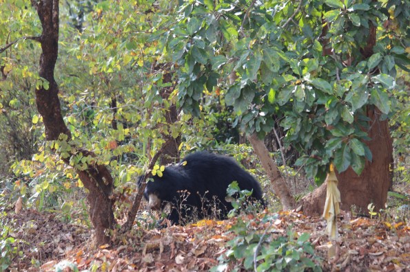 Baloo, sloth bear