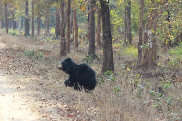 sloth bear on the run 1