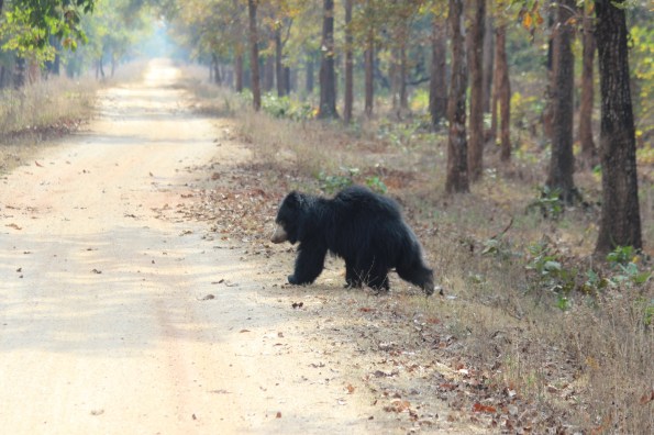 sloth bear on the run 2