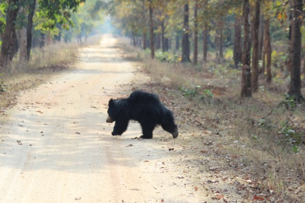 Sloth bear on the run 3
