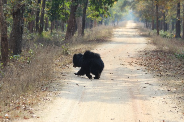 Sloth bear on the run 4