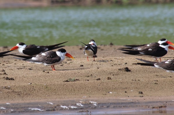 Indian skimmers