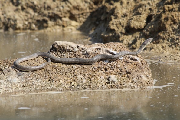 checkered-keelback snake