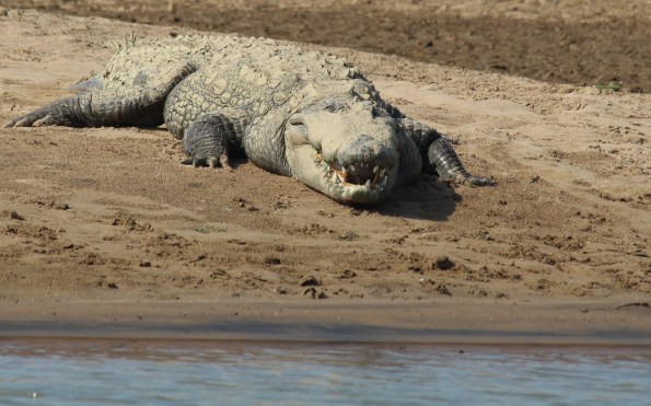 mugger crocodile