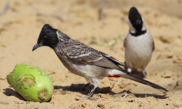 Red-vented bulbuls