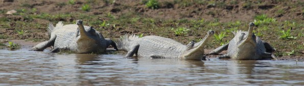 three gharials
