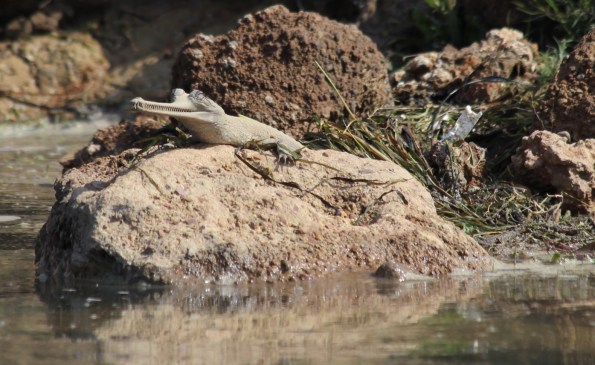 young gharial