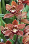 brown orchid