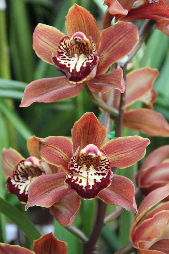 brown orchid