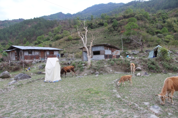 cows and tent