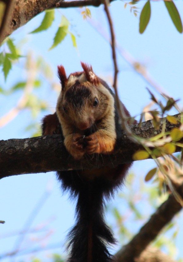 giant squirrel eating
