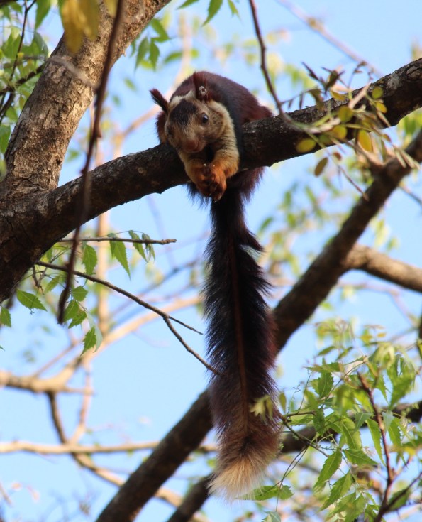 Indian giant squirrel