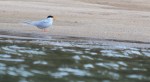 Indian skimmer