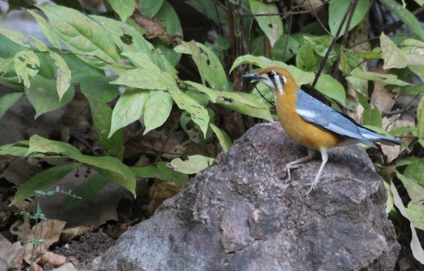 orange-headed thrush