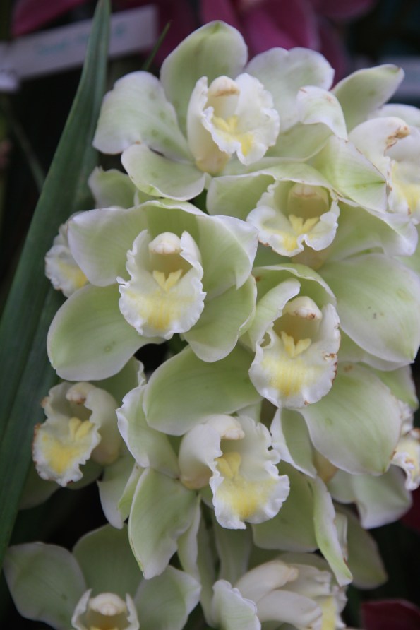 Platinum Bird orchid