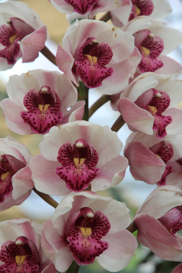 white deep pink orchid