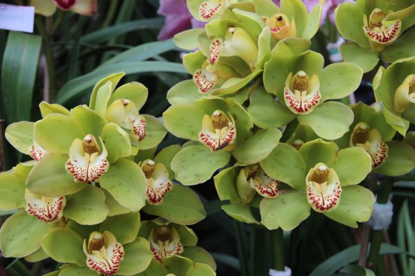 yellow green orchid