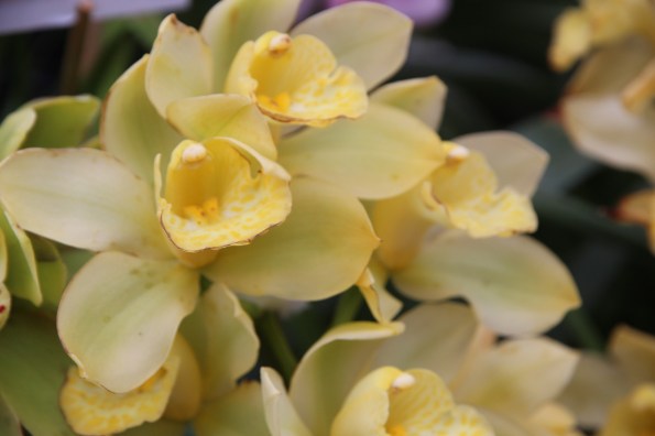 yellow orchid