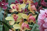 yellow pink orchid