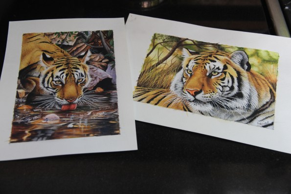tiger watercolours