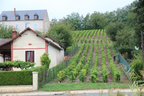 vineyard, Loire Valley
