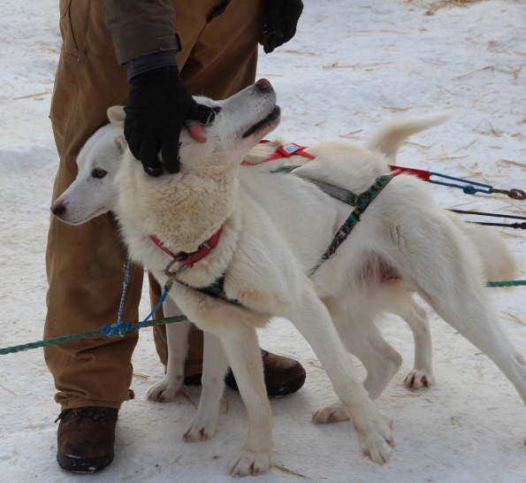 White sled dogs, Coldfoot