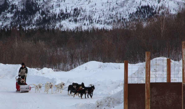 Dog mushing in Coldfoot