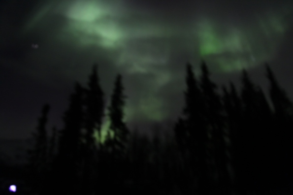 Aurora borealis with trees