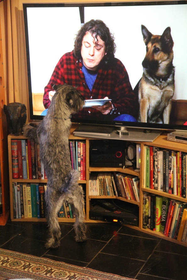 Dog watches TV