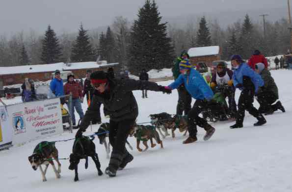 Start of a sprint dog race