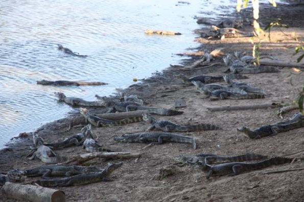 Caiman on river bank in Pantanal