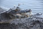 Caiman in Pantanal