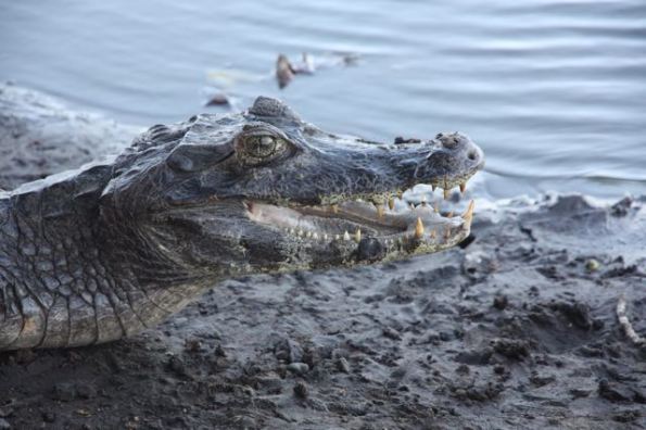 Caiman in Pantanal