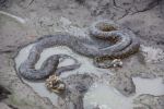 Anaconda, Pantanal