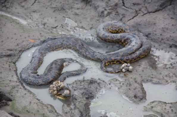 Anaconda, Pantanal