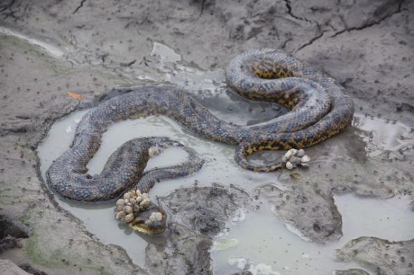 Anaconda, Pantanal