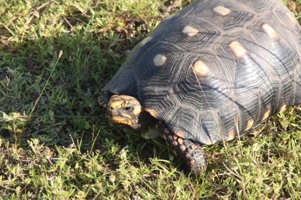 Red-footed tortoise, Pantanal