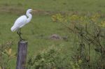 Pantanal egret