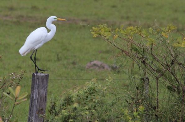 Pantanal egret