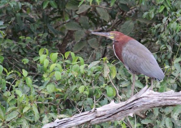 Pantanal bird