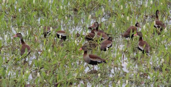 Pantanal ducks