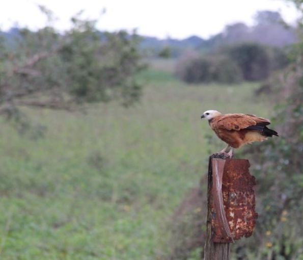 Pantanal bird