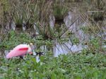 Spoonbill in the&nbsp;Pantanal