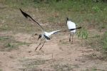 Pantanal bird