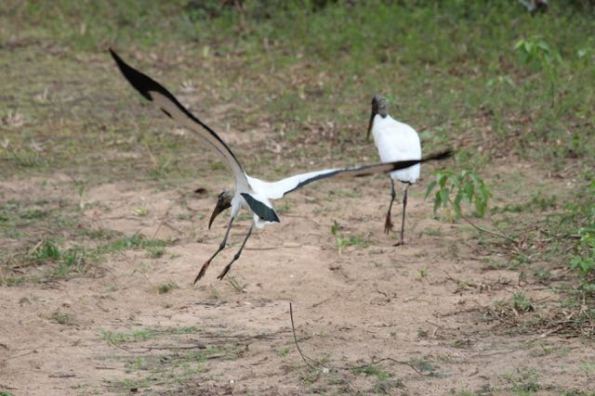Pantanal bird