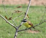 Pantanal bird
