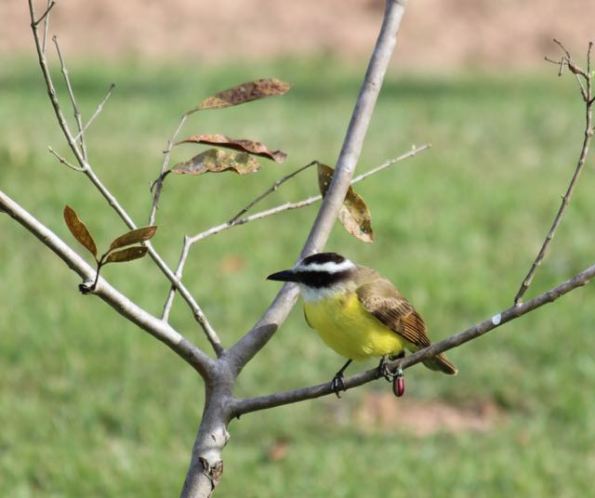 Pantanal bird